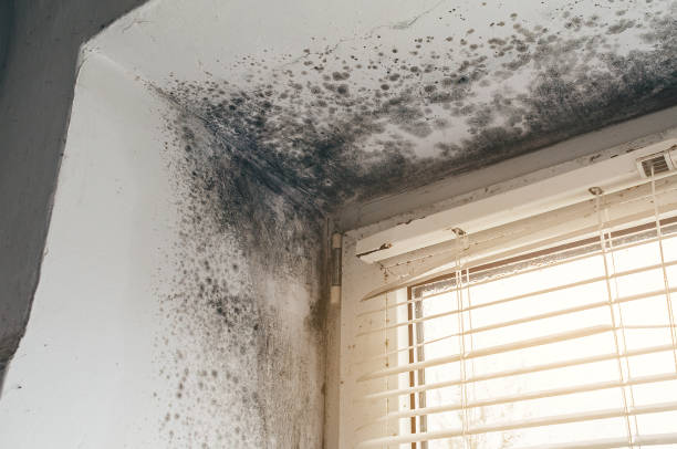 Affordable Attic Mold Remediation solutions in Crocheron, MD