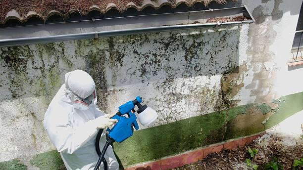 Top rated local Attic Mold Remediation specialists in Crocheron, MD